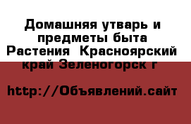 Домашняя утварь и предметы быта Растения. Красноярский край,Зеленогорск г.